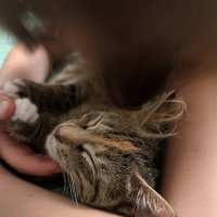 Кошка Ася :: Лилия *