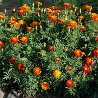 Клумба из бархатцев. :: сергей ермошкин