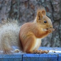 Белочка :: анна корнишина 