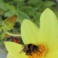 за работой :: Ирина Лесиканич