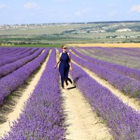 Лаванда :: Геннадий Валеев