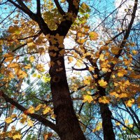 Засентябрило за окном... :: Нина Бутко