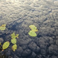 Утренний рассвет. :: Галина Левина