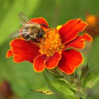 Трудяга :: Вячеслав Минаев