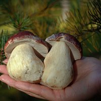 Лесная парочка шоколадок :: Aleksandr P.