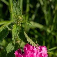 Пион и крапива... :: Николай Гирш