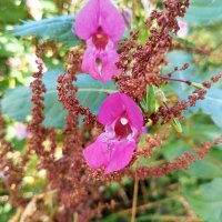 Недотрога :: Сапсан 