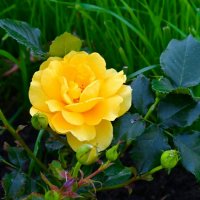 Цветы в сентябре. :: Милешкин Владимир Алексеевич Цветы в сентябре. :: Милешкин Владимир Алексеевич