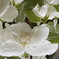 После дождя. Капли 1 :: Galina 