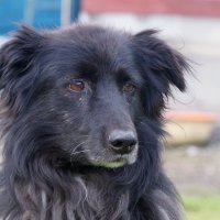 Чувак уже совсем взрослый... :: Андрей Катков