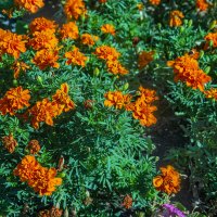 Бархатцы :: Анатолий Чикчирный Бархатцы :: Анатолий Чикчирный