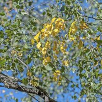 Осенний этюд :: Валерий Иванович