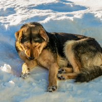 Сон на снегу. :: Алексей Сопельняк