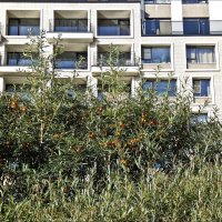 Время облепихи :: Валентина *