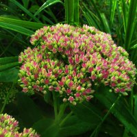 Очиток зацветает :: Людмила Смородинская