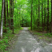 Чебоксары. Тропа Берендеевского леса летом. :: Пётр Чернега