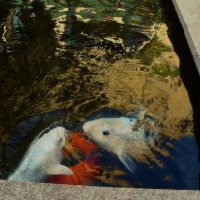 Рыбий "разговор". :: Татьяна Помогалова