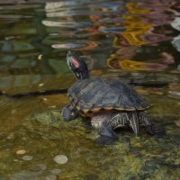 В каскадном фонтане на Манежной. :: Татьяна Помогалова В каскадном фонтане на Манежной. :: Татьяна Помогалова
