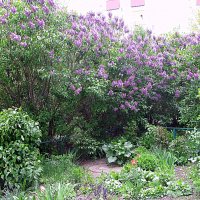 Весна. :: Владимир Драгунский Весна. :: Владимир Драгунский