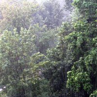 Летний дождь. :: Владимир Драгунский