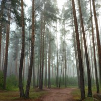 Туманное утро. Утренний туман уходит тихонько туда, куда ему надо…(с) :: Ирина Румянцева