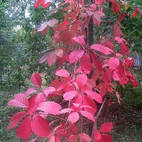 Осенние мотивы :: Елена Семигина Осенние мотивы :: Елена Семигина