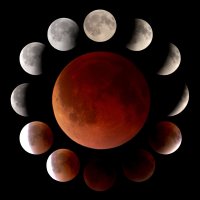 moonflower :: Вячеслав 