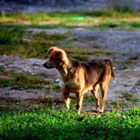 Просто Бобик..... :: Evgeny Mameev