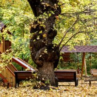 Старый клён ! Пережил нашествие французов,,,маленький был ещё,,, :: Анатолий Колосов