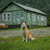 пёс Балбес который живёт в Хибинах :: Лана Пипякина пёс Балбес который живёт в Хибинах :: Лана Пипякина