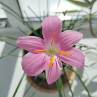 Цветок на работе :: Юлия 