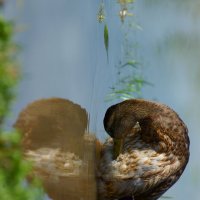 Утиное сердце :: Василий Прудников