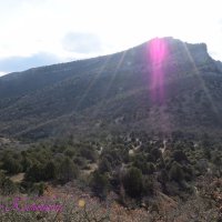 Природа Крыма :: Amazing Cosmea