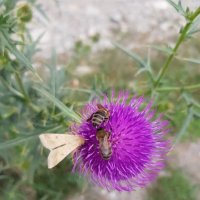 ГУАМСКОЕ УЩЕЛЬЕ :: Tata Wolf