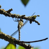 ***** :: ИННА ПОРОХОВА ***** :: ИННА ПОРОХОВА