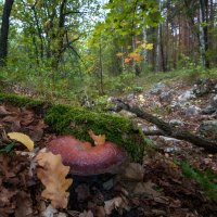 Осенний лес... :: Влад Никишин