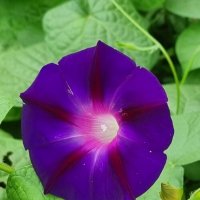 Утренний фонарик в сентябре :: Наталья 