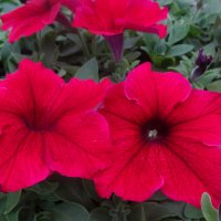 Цветы петунии :: СЕРГЕЙ ФИЛОЧКИН