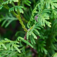 Пищащий монстрик :: Дарья Рогозина