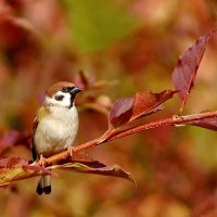 Осеннее настроение... :: Николай Саржанов