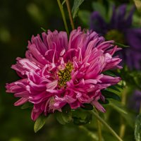 завитушки сентября. :: Петр Беляков