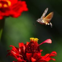 БРАЖНИК. :: DianaVladimirovna 