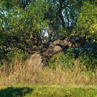 Сплетение времен :: Дмитрий Ряховский