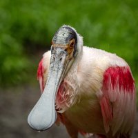 Розовая колпица :: Николай Гирш