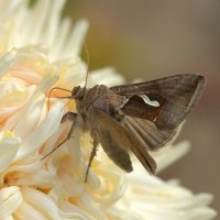 Вглубь цветка :: Вячеслав Минаев