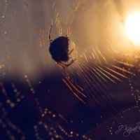 *** :: Елена Kазак (selena1965)