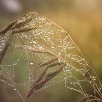 *** :: Татьяна Титова