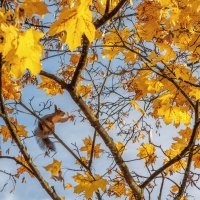 Осень :: Владимир Колесников