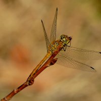 опять про стрекоз 15 :: Александр Прокудин