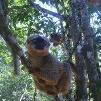 Краснолобый лемур, Мадагаскар. :: unix (Илья Утропов)